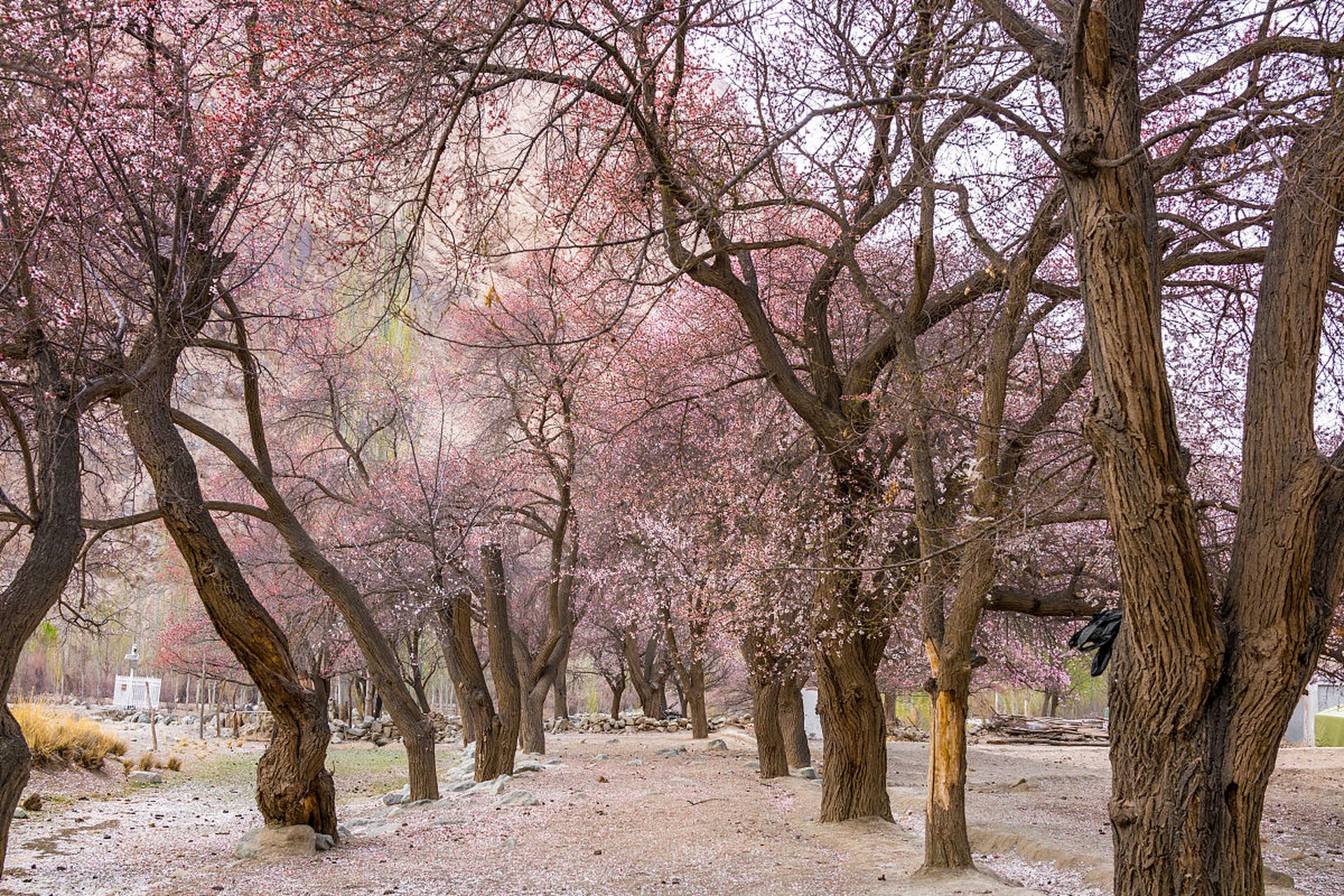 帕米尔高原冰山上的杏花村 在文人的诗篇中,南方是"杏花春雨江南"的