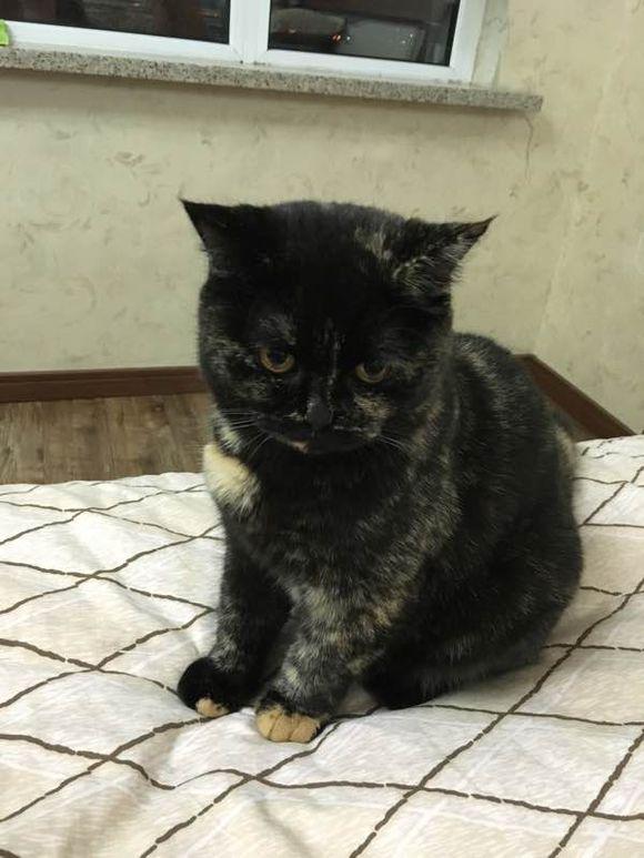 蓝猫生出一只杂毛崽,长大后猫妈表情笑翻,网友:比桃木剑还好使