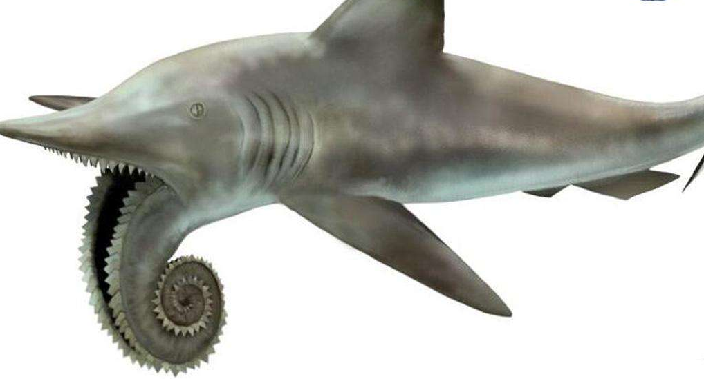 这种鲨鱼嘴里长着电锯,比大白鲨一点都不弱,当之无愧的海洋霸主