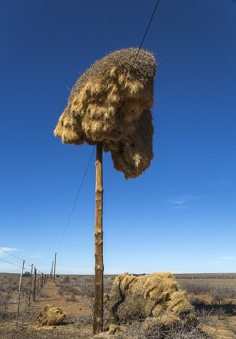 生命的壮举!南非荒漠巨型鸟巢震撼人心