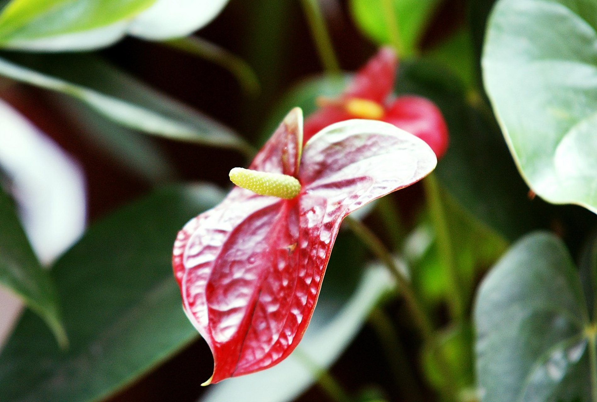 红掌花:艳丽与神秘的象征  红掌花,一种美丽而神秘的植物,拥有丰富的