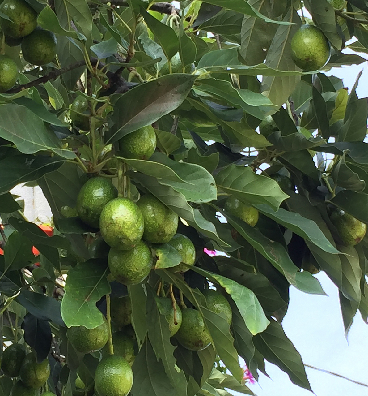 化橘红是广东省茂名市化州市特产,中国国家地理标志产品.
