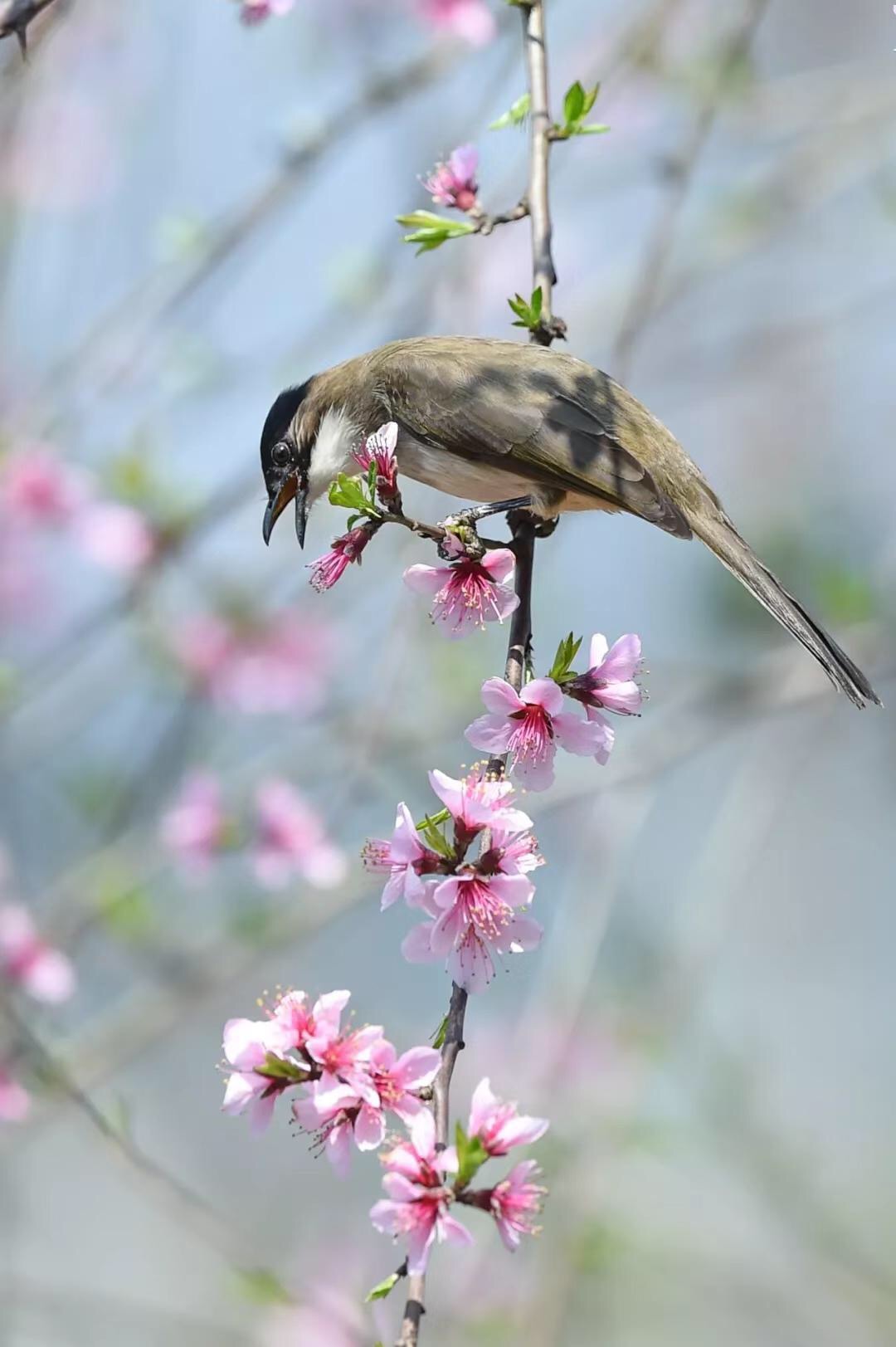 都市第三地花鸟春意图