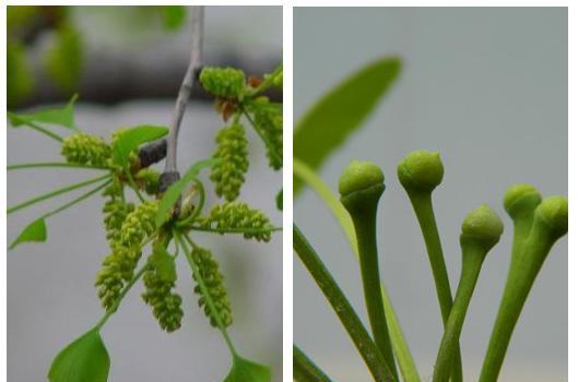 银杏树也分性别,如何区分雌雄株?