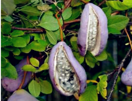 这种植物叫"羊开口",最贵可以卖到6万元一亩的价格