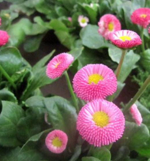 菠菜菊的种植方法和养护