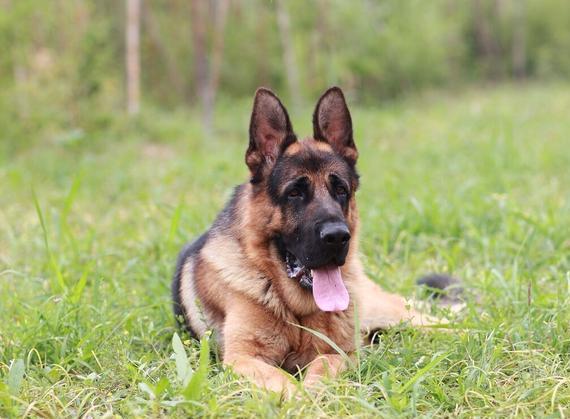 大狼狗"德国牧羊犬"一点都不凶,很多人都不了解它的好!