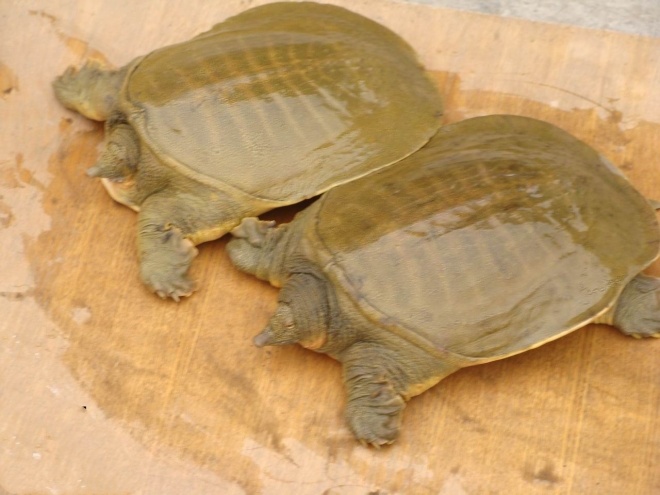 东平湖甲鱼知识免费科普,看一看你了解多少?