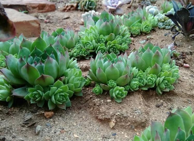 农村地栽的多肉植物,2年后竟没人要