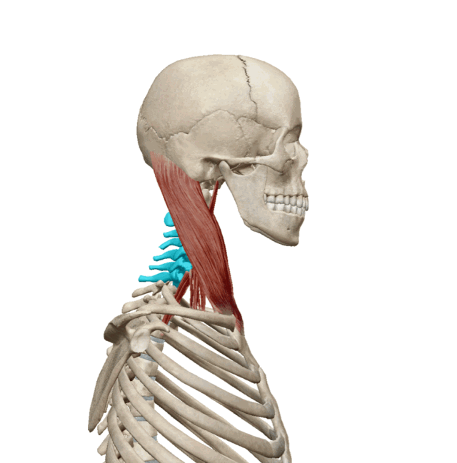 卿成国际专栏,脖子为什么咔咔响?