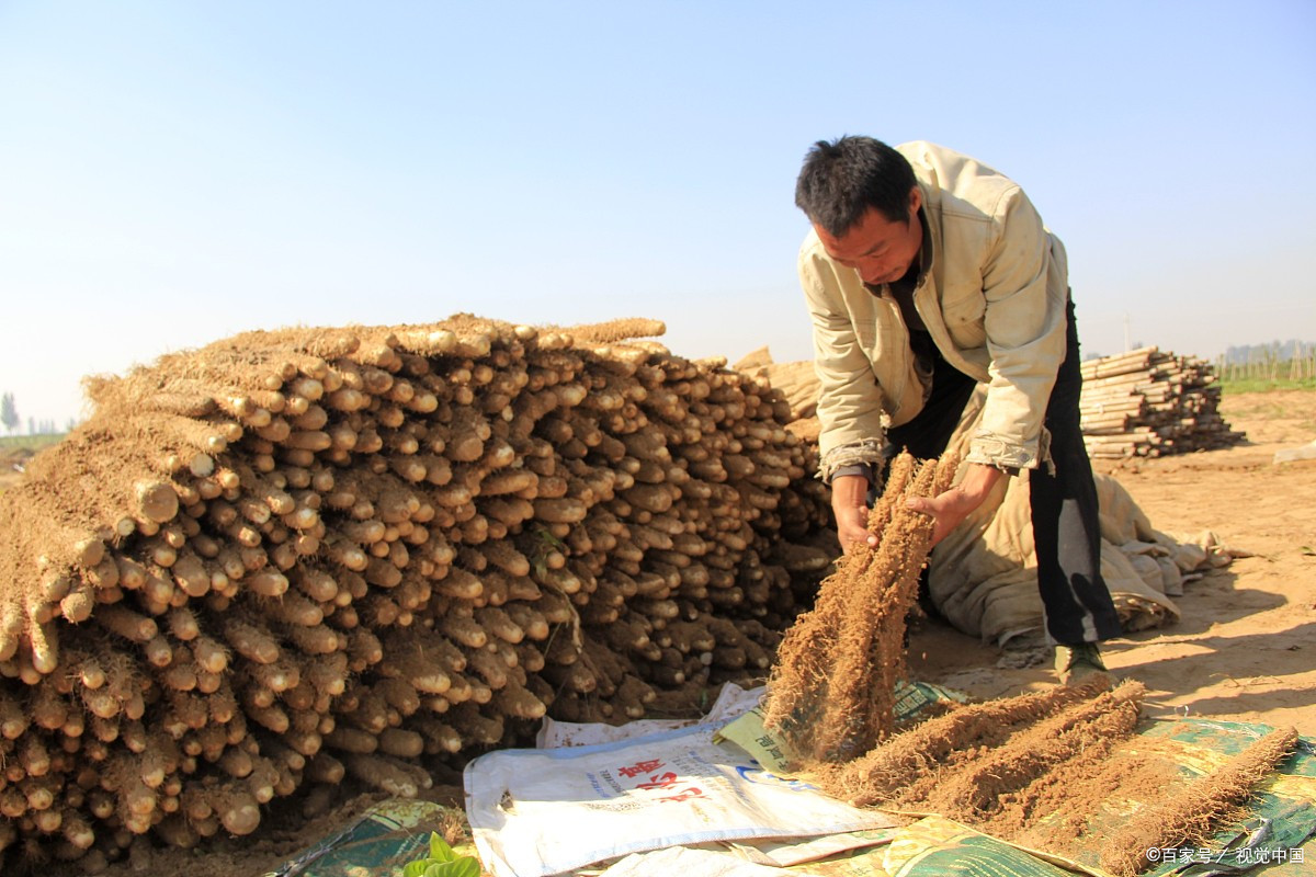 铁棍山药 - 热门商品专区