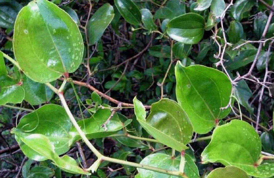 墙头发现一株大绿藤,名字头一回听说,吃起来却嫩得停不下!