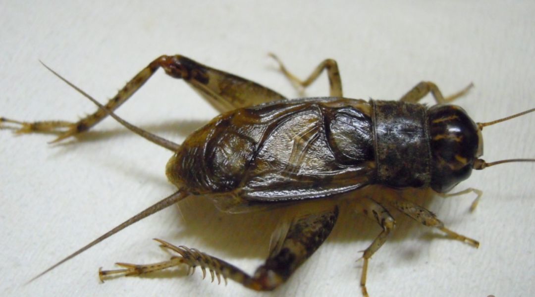蟋蟀鞘翅图片图片