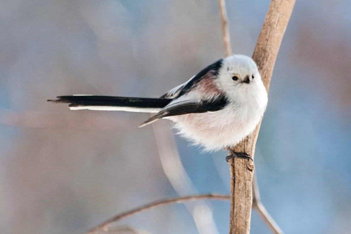 银喉长尾山雀:树上居然长糯米团子,圆滚滚的身体能不能飞翔