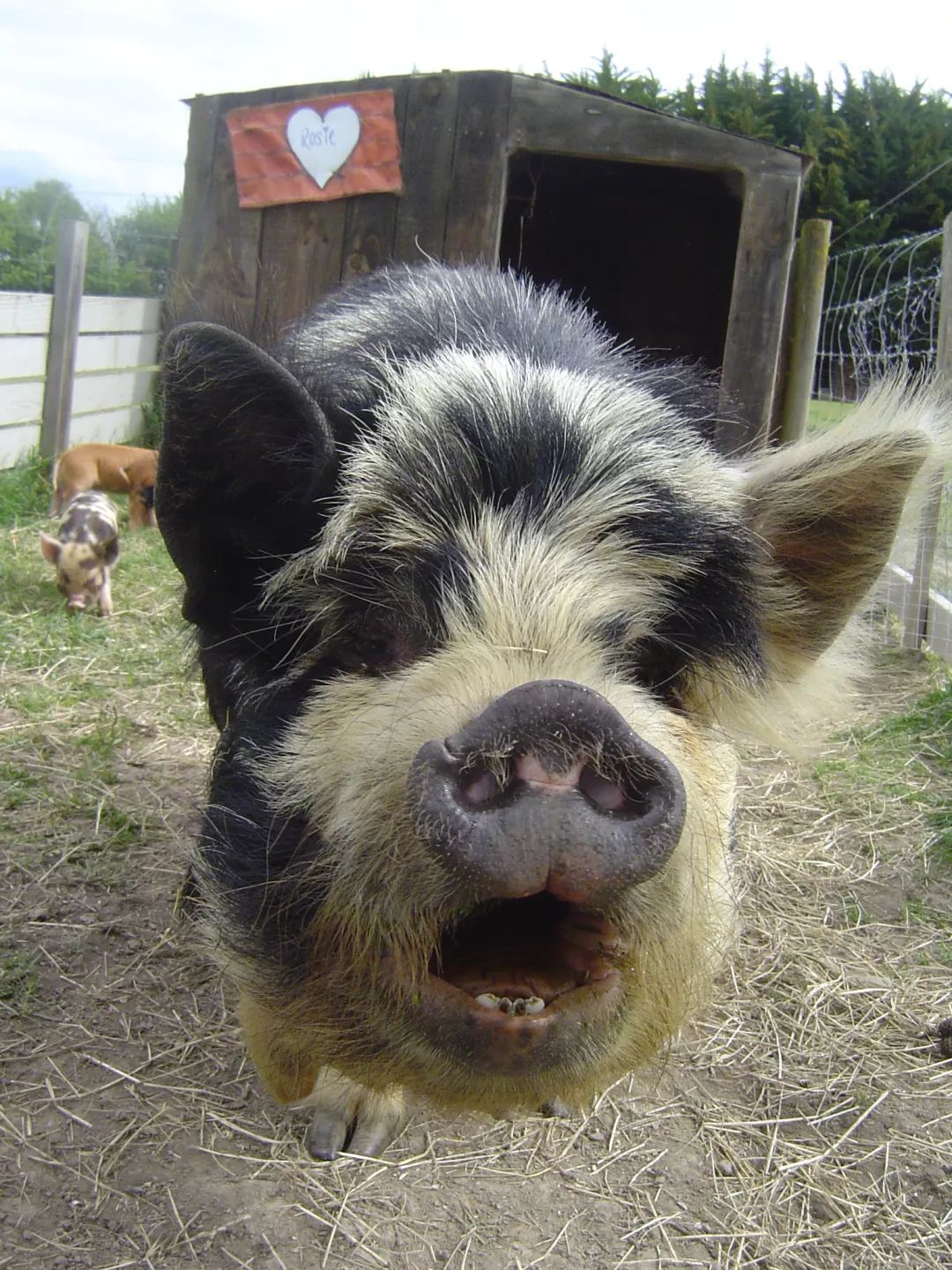 春节小猪佩奇也要串亲戚,一起去新西兰看"表哥"吧