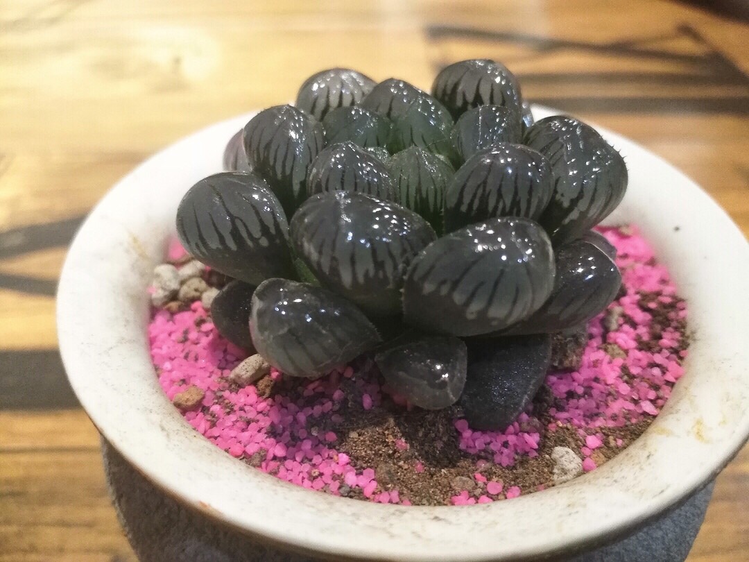 多肉植物玉露,掌握这些技巧,轻松养出晶莹剔透的"水晶",真美