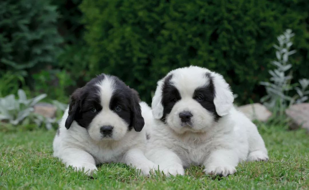 每日一宠:兰西尔犬