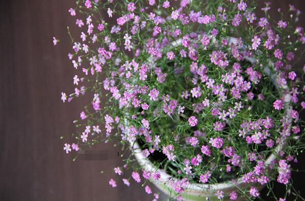 吉普赛满天星如何过冬?简单几招,完美度冬