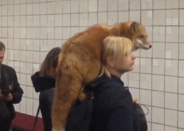 妹子肩扛狐狸乘地铁,狐狸的表现很淡定,这个