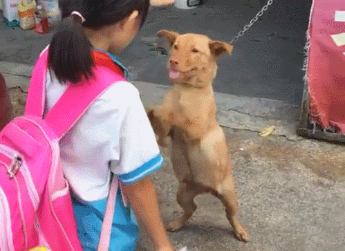 狗子:摸狗头这种大保健,我可是永远不嫌多的!