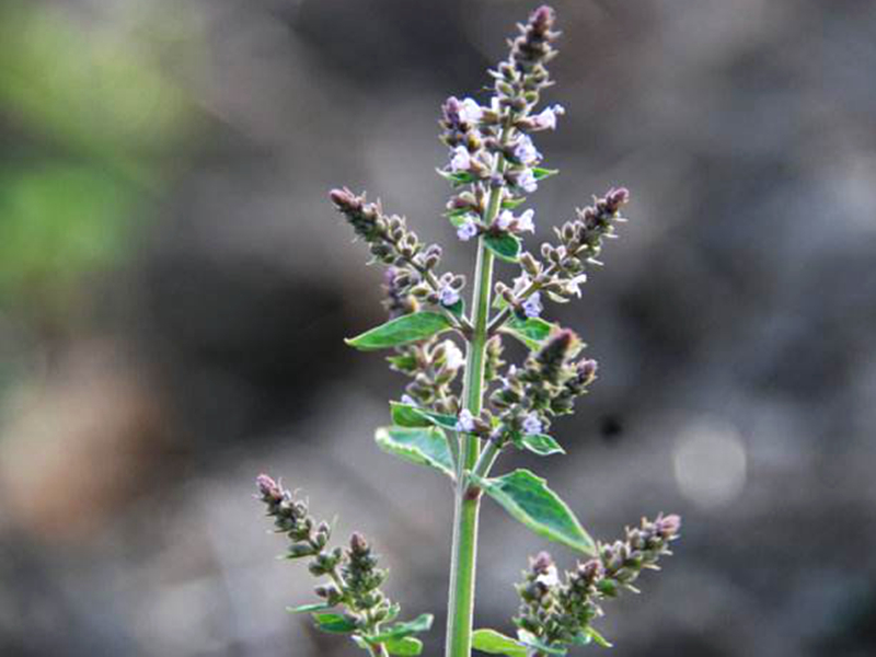农村一种植物野草,人称"盐咳药",治咳嗽是一绝,可盆栽做盆景