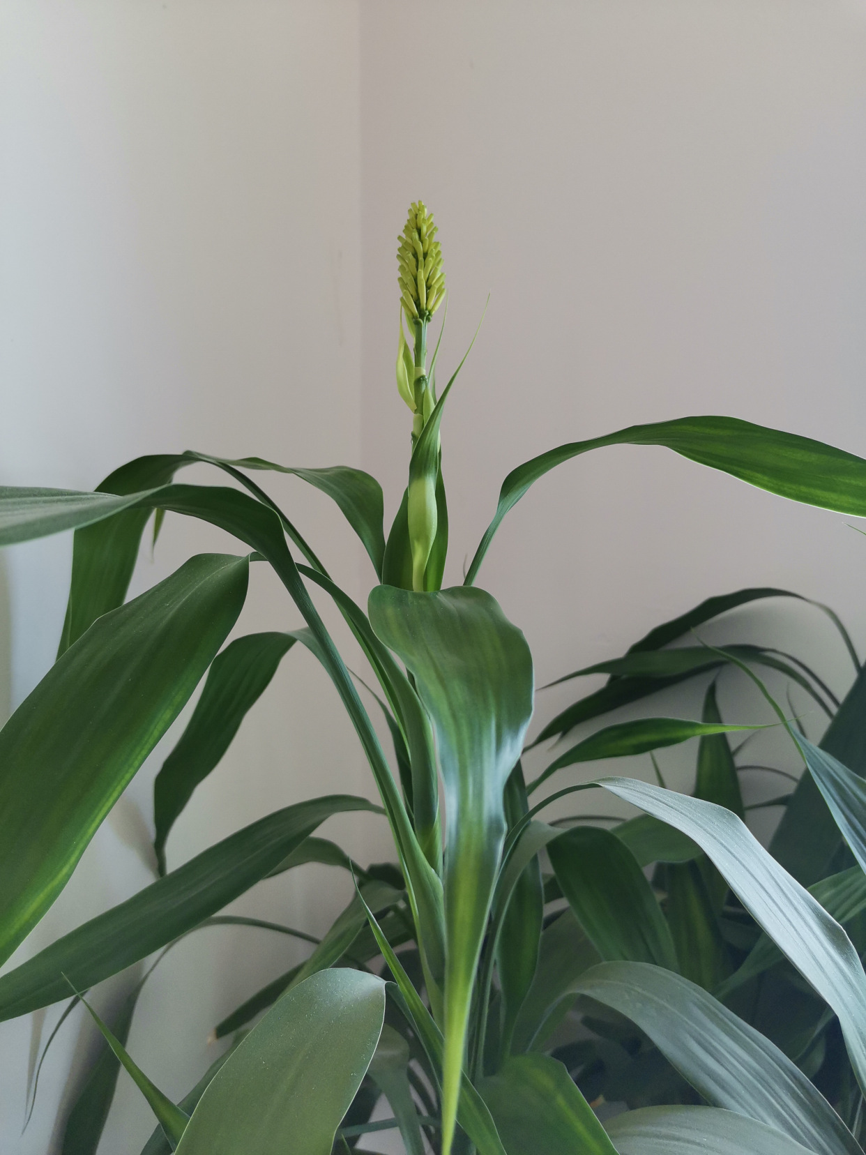 竹子开花,富贵莲莲.养花在人,开花在竹