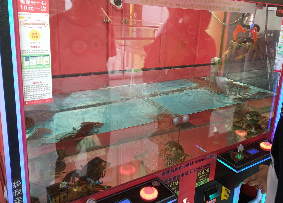抓龙虾机火爆整条街,价值上百的龙虾10元一抓,老板偷着笑