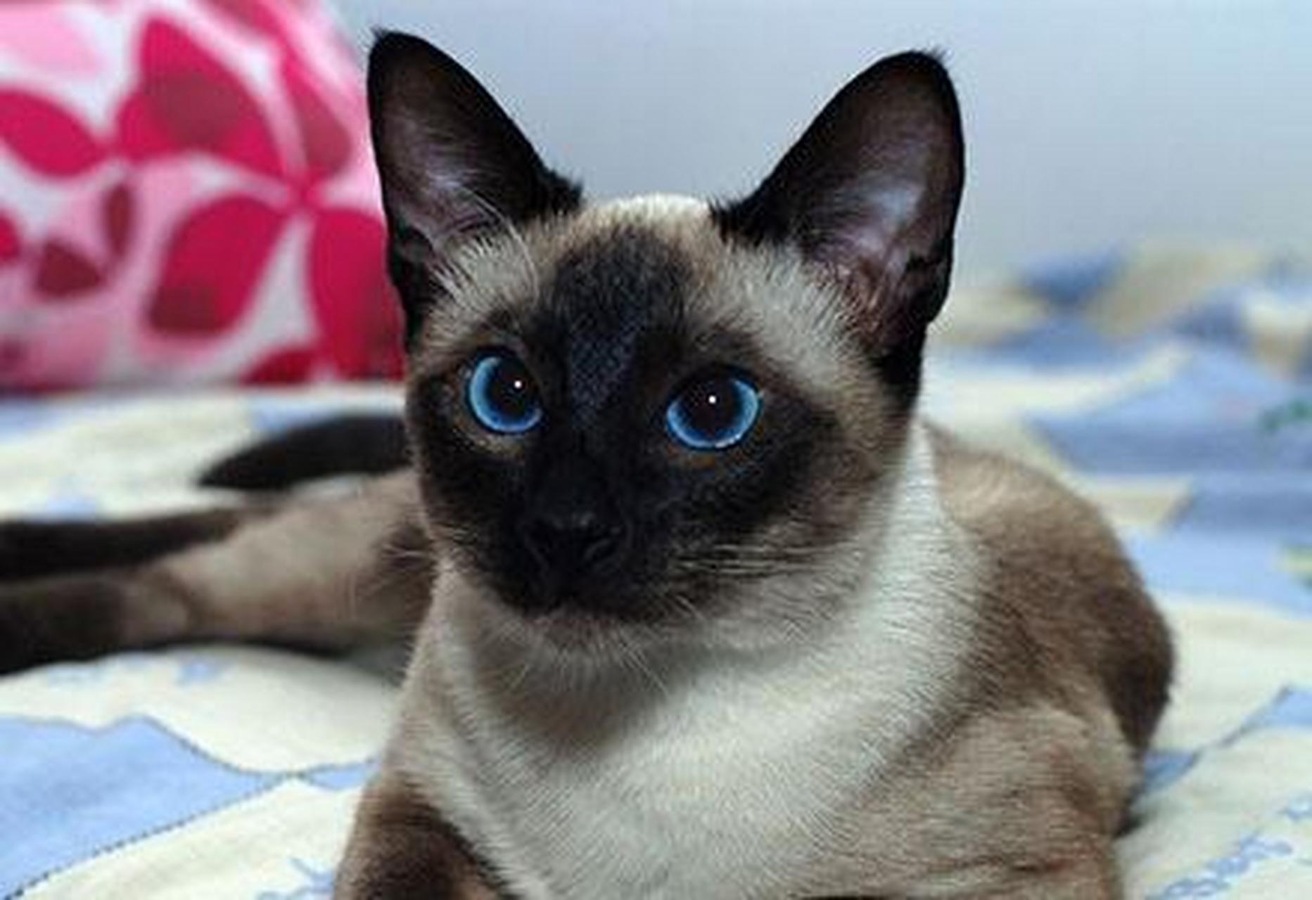 有宠更团圆#因为是暹罗,所以我给起名叫萝卜(起名