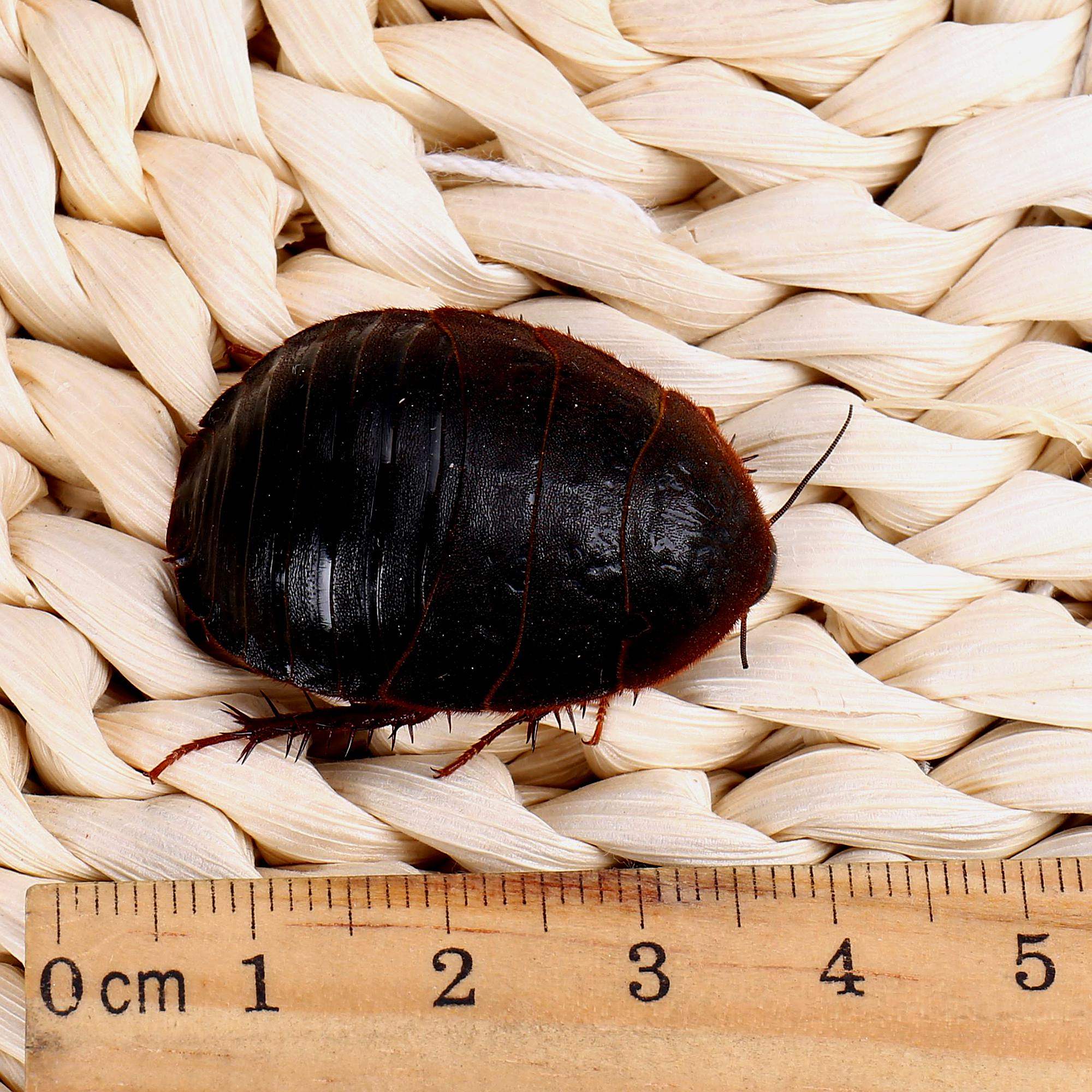 正宗"土鳖",曾风靡全国,无奈成为一场"骗局",农民谈之色变