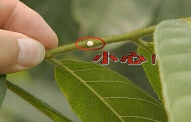 世界上"最毒"的树,被称为"见血封喉",中毒不到20分钟就身亡