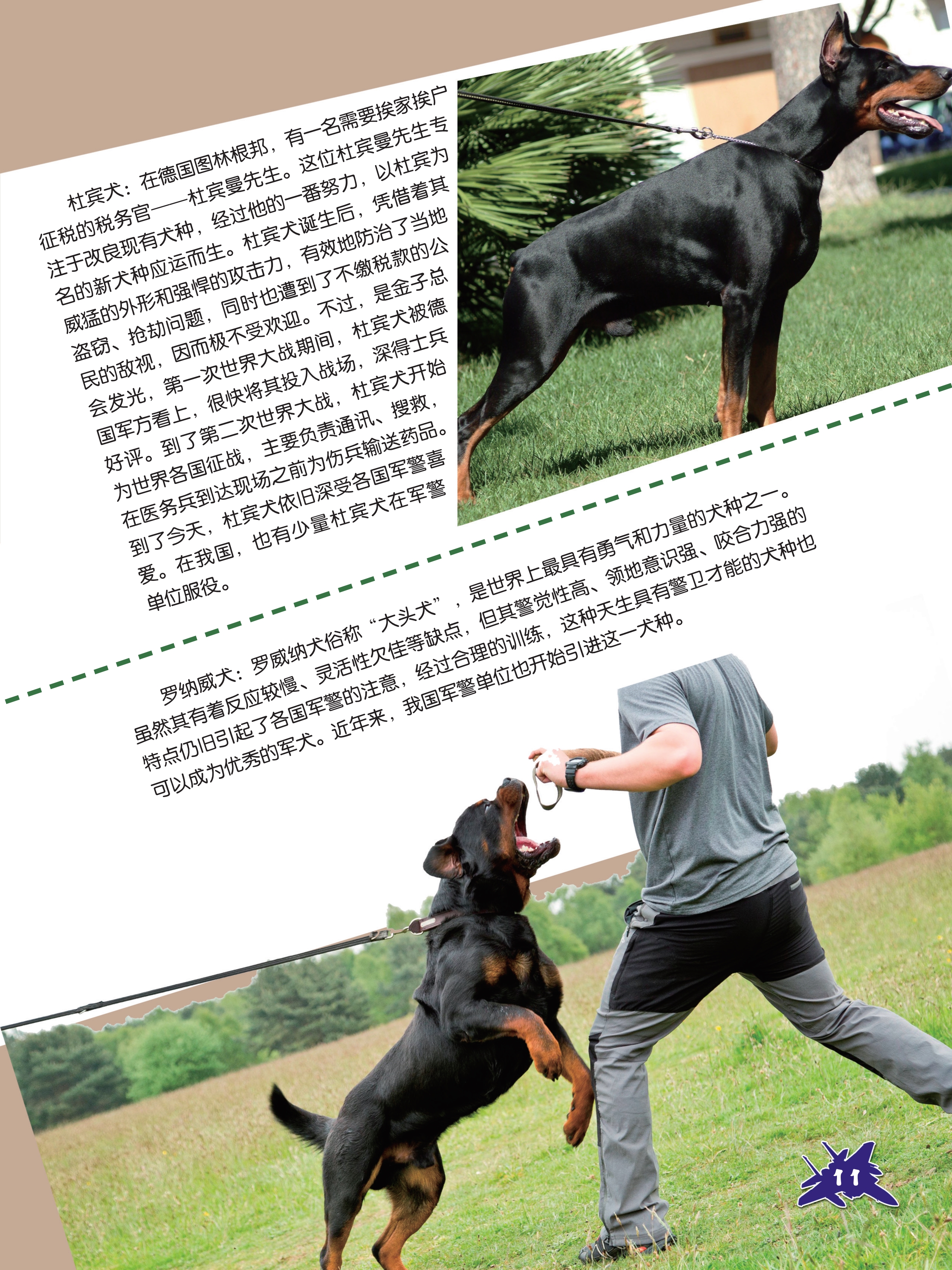 军犬大家族