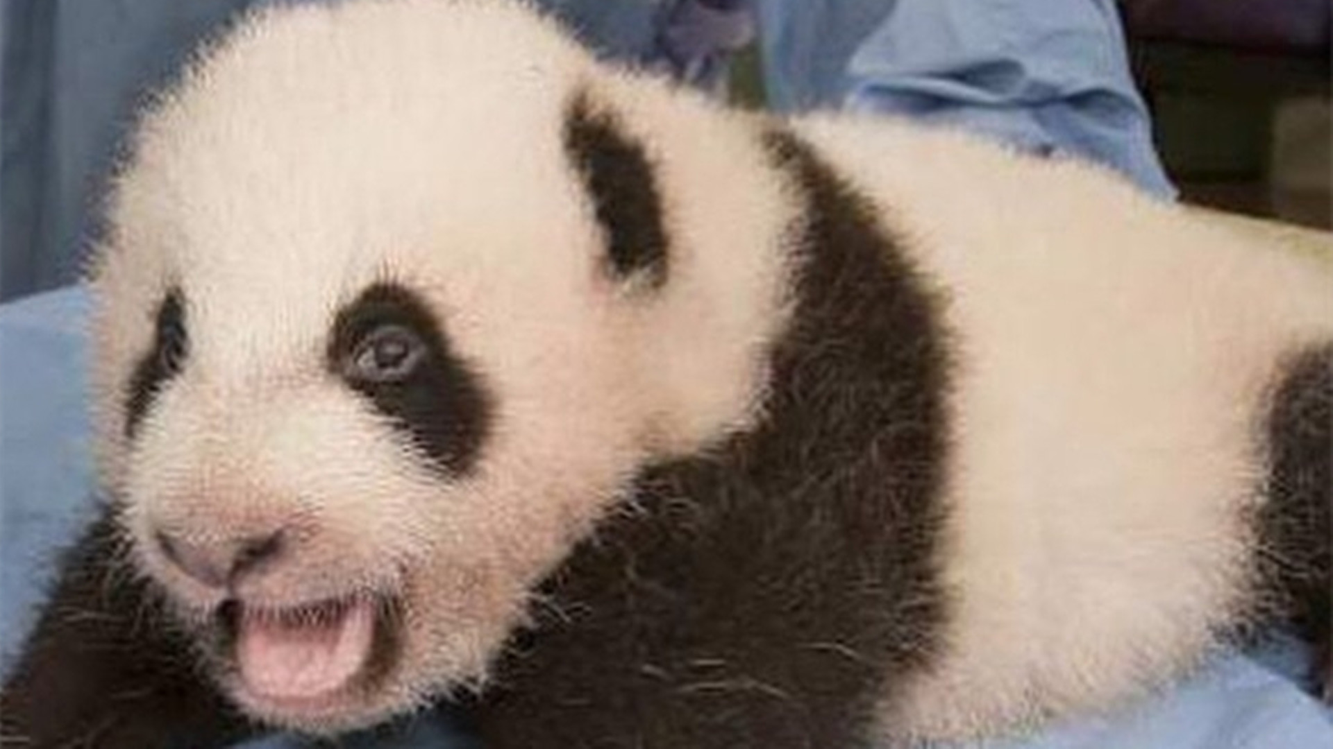 大熊猫宝宝还是小时候萌,为啥越长越难看,胖大海香香都不可爱了