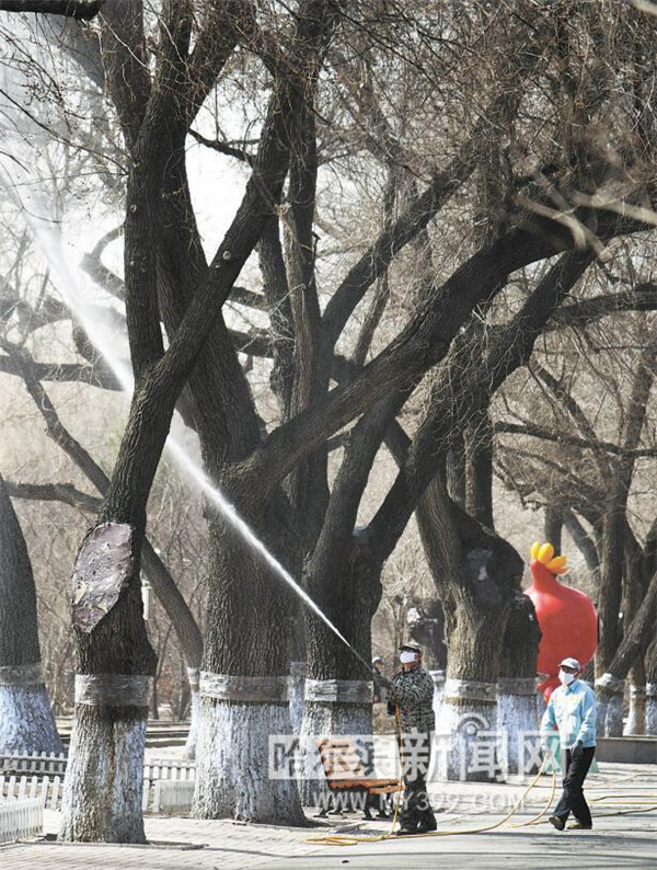 大树喷药防虫害