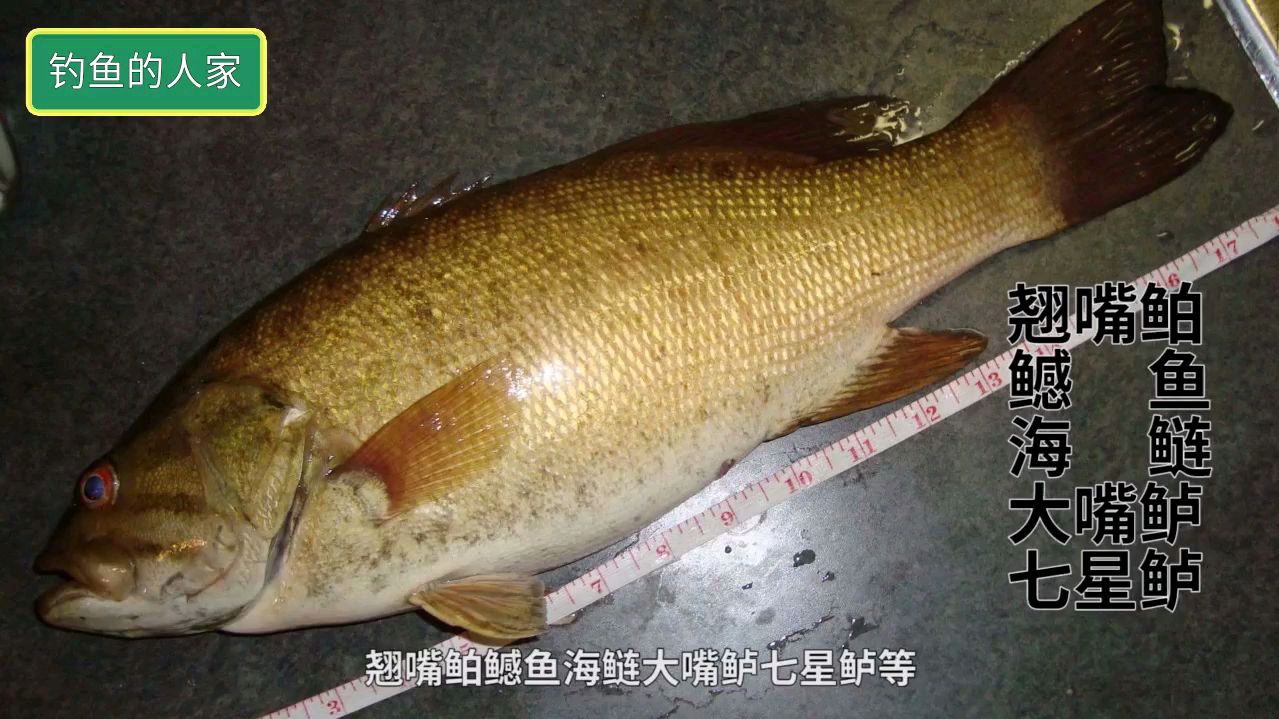 波爬钓法,路亚一条20斤七星鲈鱼,抽动鱼饵来引诱掠食性鱼类咬钩