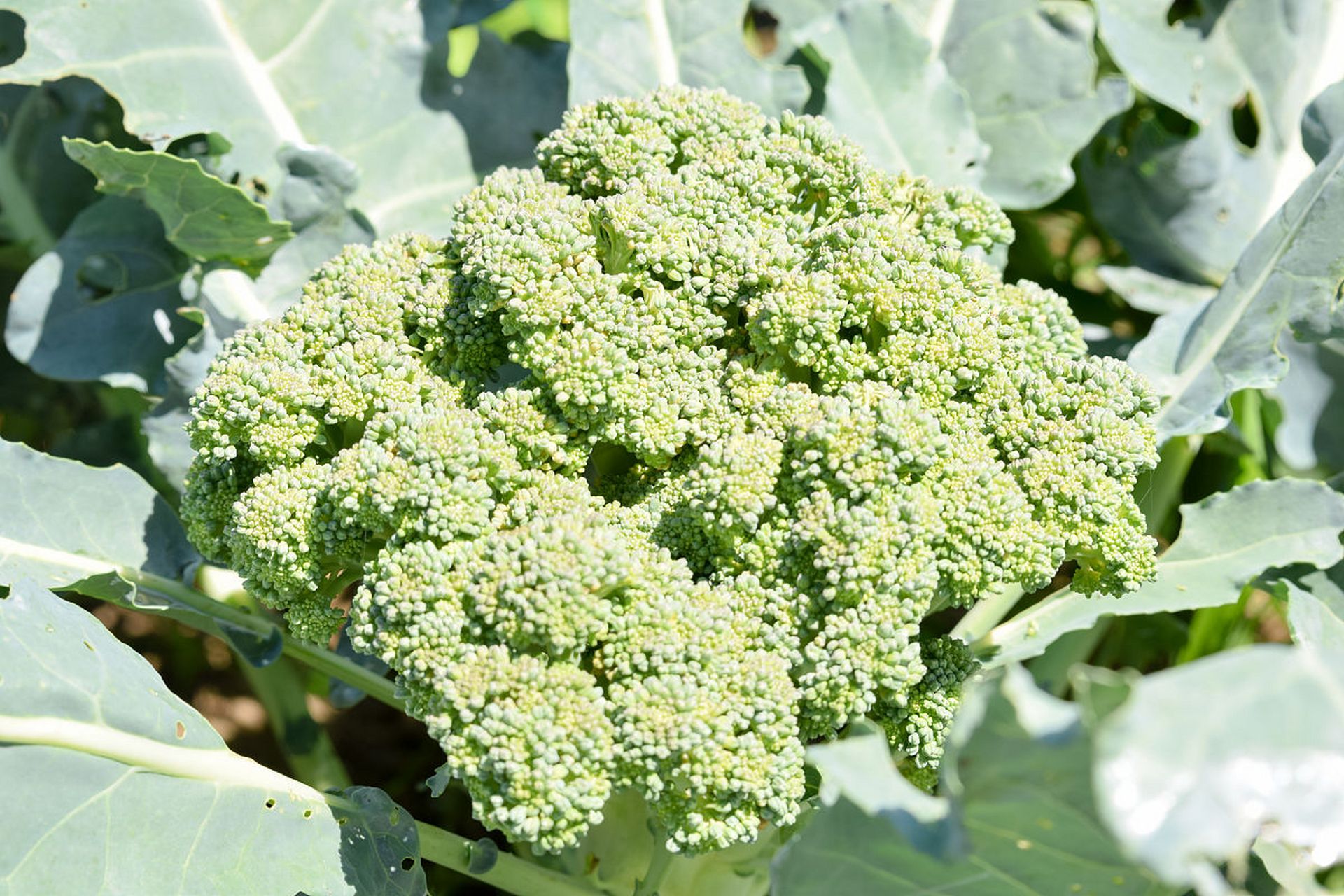 遵循以上步骤,你将能够成功种植出健康的夜香花菜.
