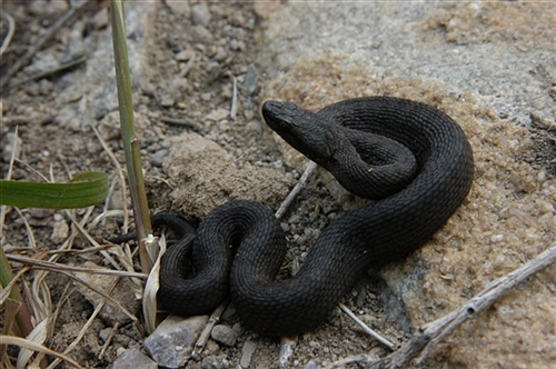 中国最奇特的岛屿,岛上"居民"一年醒两次,靠人工送水生存