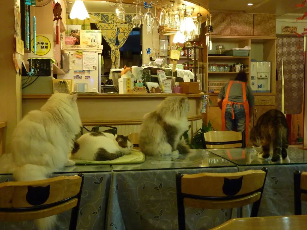 肉垫社猫咪咖啡厅图片