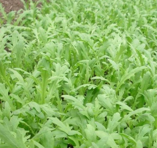 因为富含维生素,人们称红薯藤为"皇后菜".