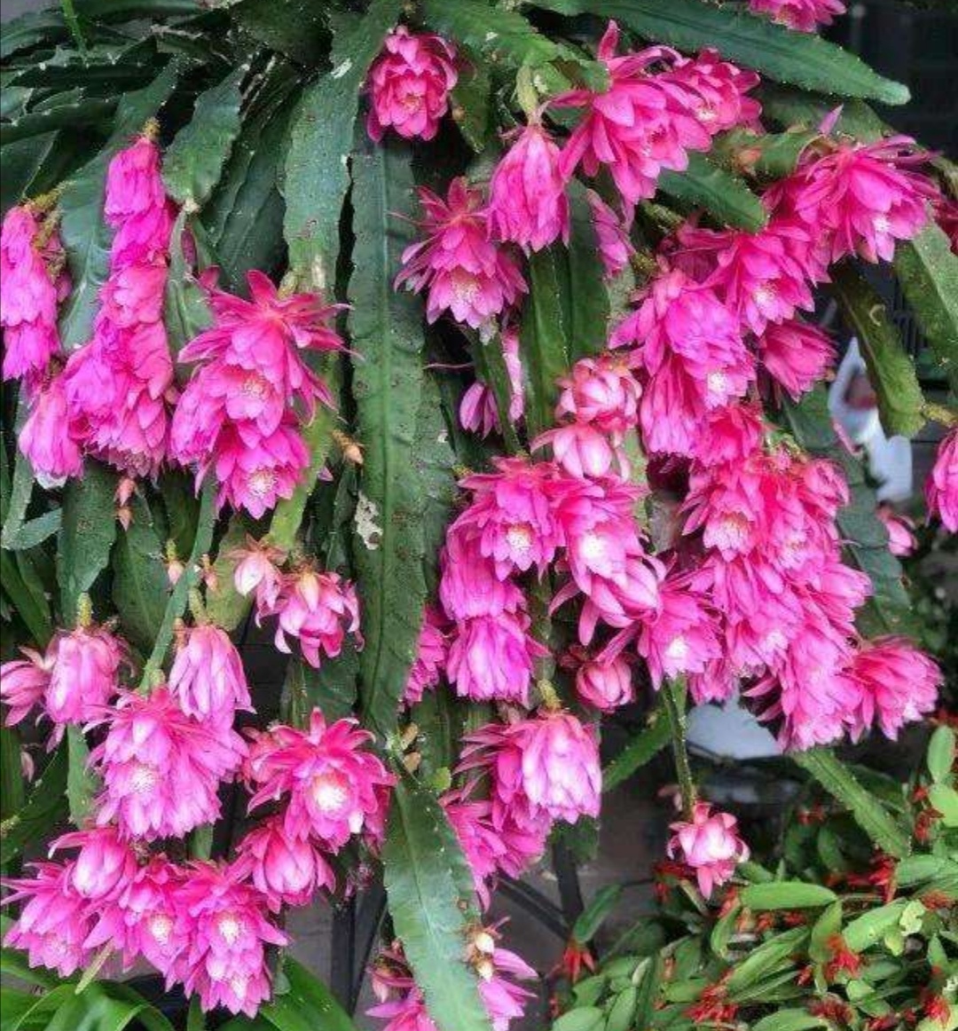 家中养盆令箭荷花,开花比蟹爪兰还好看,养护起来更简单