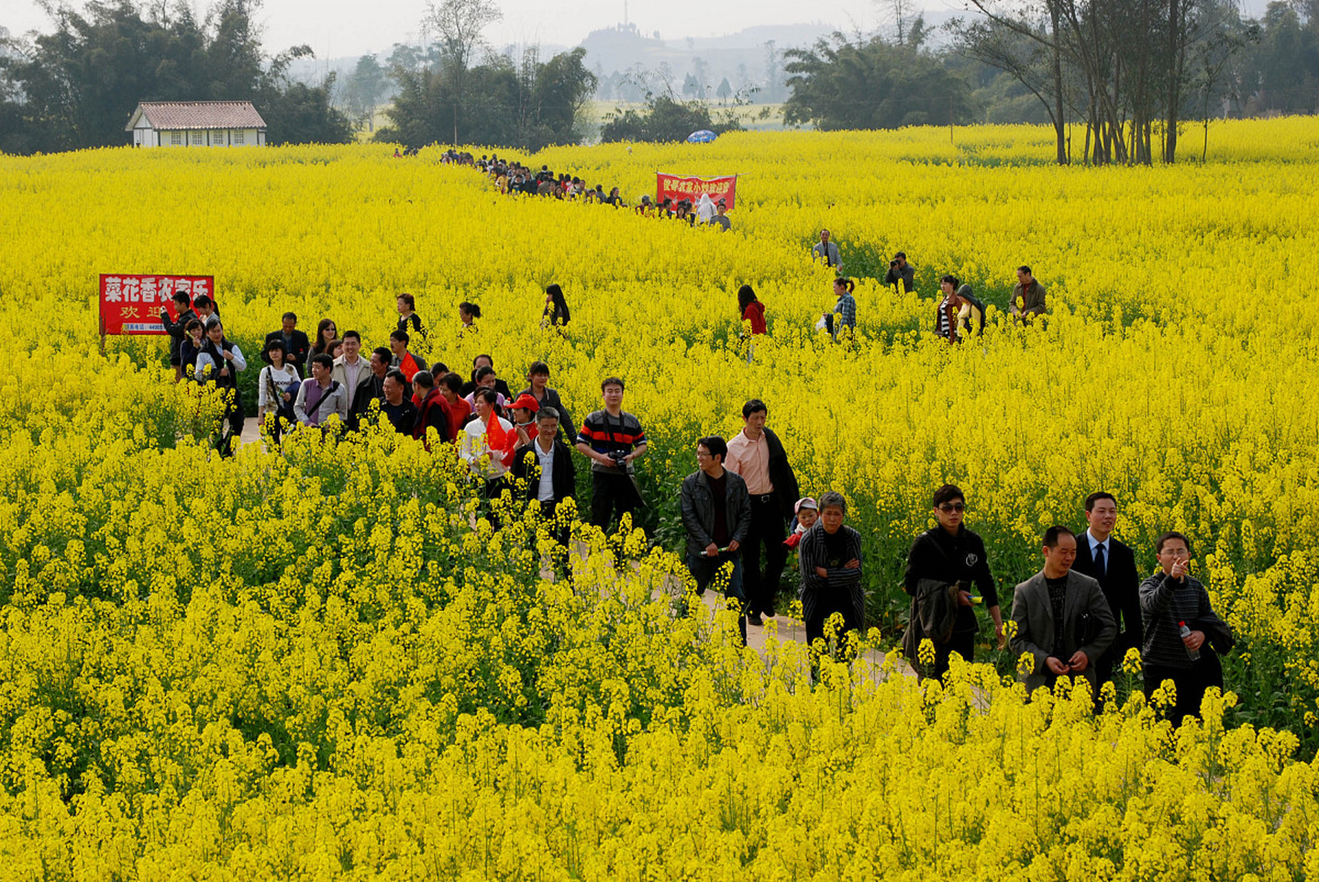 重庆成为全国热门赏花目的地,一起去潼南,坐着观光小火车看油菜花海呀