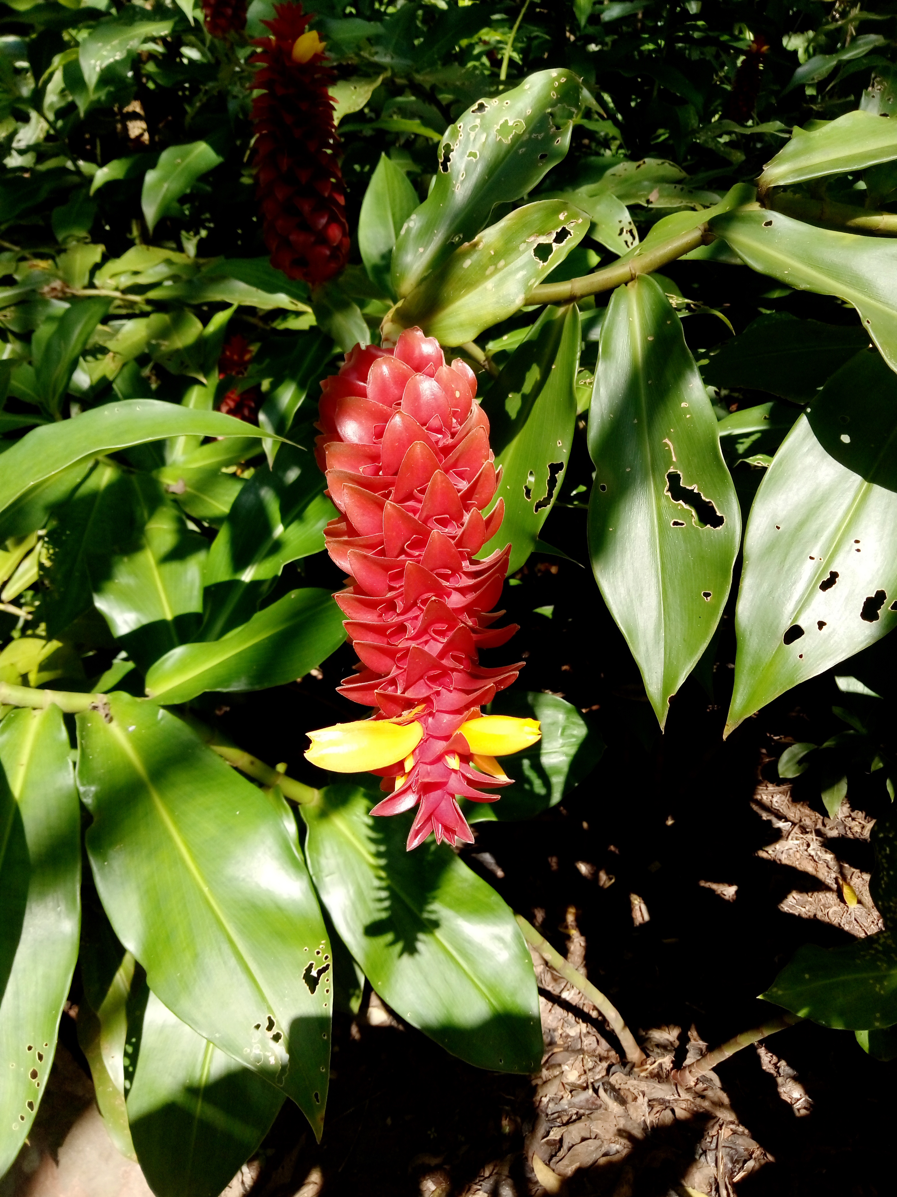 热带雨林很美丽的花卉