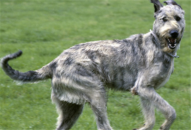 爱尔兰猎狼狗图片