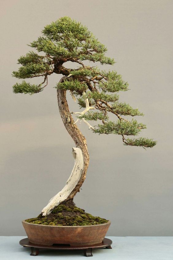 盆景欣赏:优美端庄,老气纵横的文人类盆景,非常不易获得