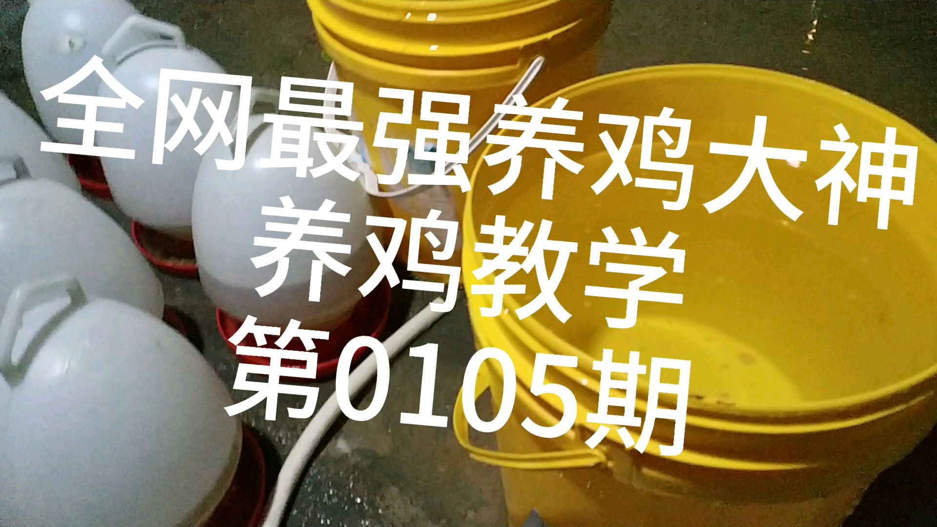 小鸡开口药喂不好,一直发病,小鸡一直吃药吃不好,就是个药罐子