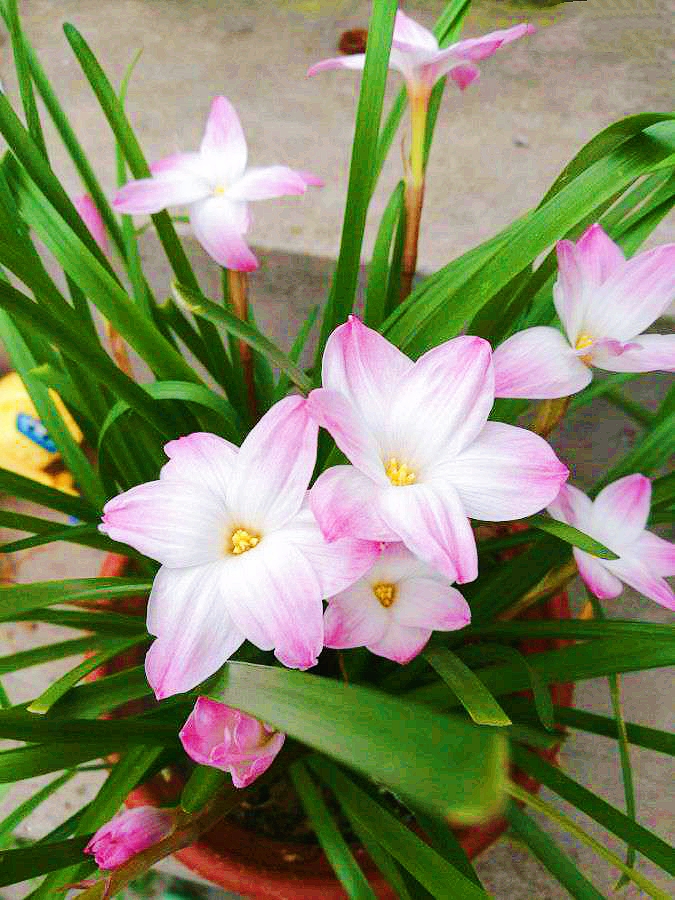 此"花"外表像韭菜,开花漂亮而且超级好养,被称为"开花机器"