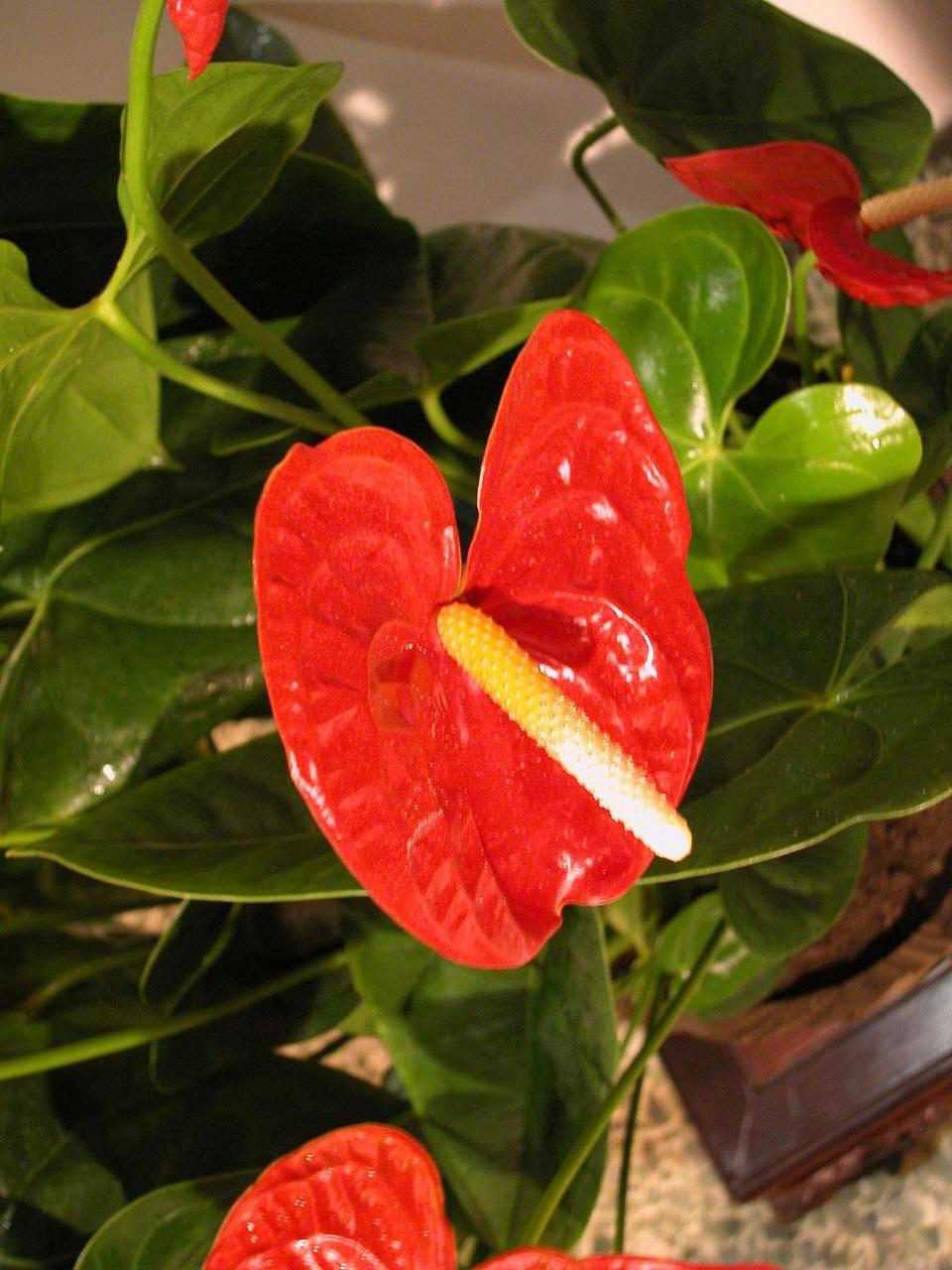 红掌,一种极具观赏价值的花卉,其盛开的姿态如火焰般燃烧,在夏日的