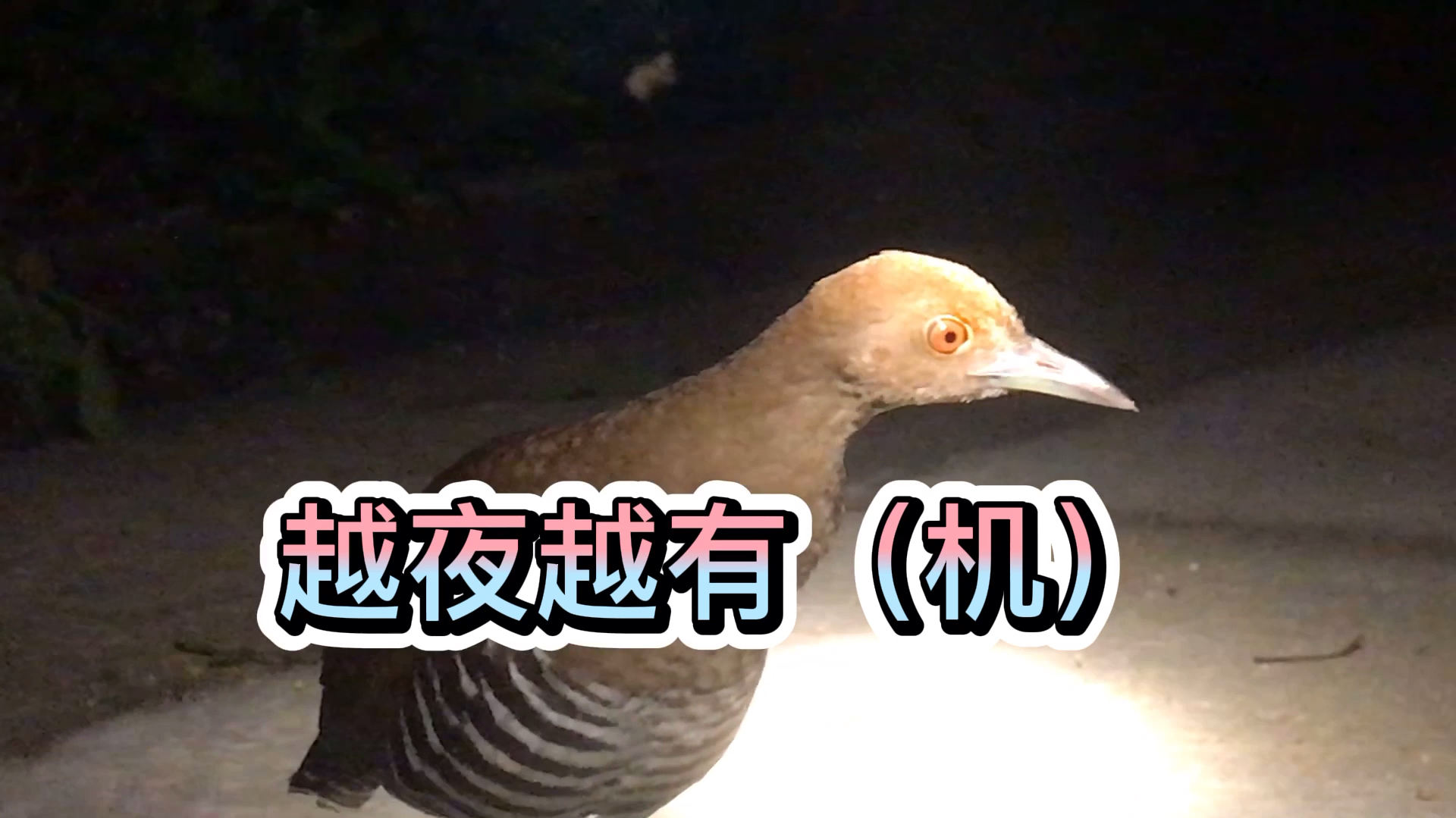 中国常见野鸟 白喉斑秧鸡