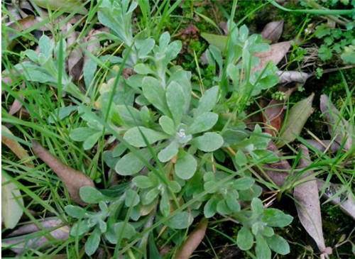 人称"燕子花",野生菜中前景好的,20厘米就采收,能多次采收