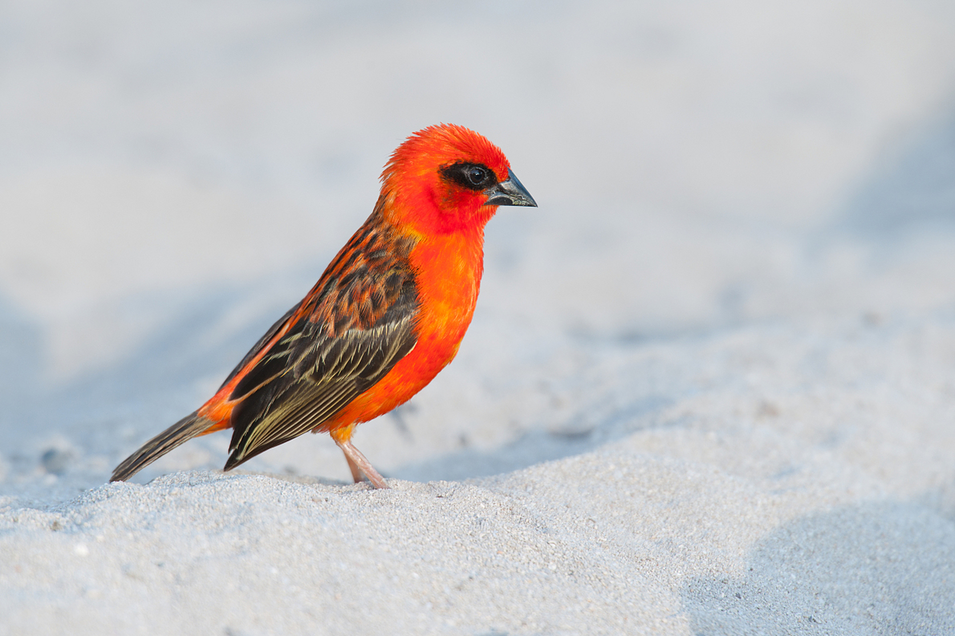 红腹锦鸡是一种具有观赏价值的鸟类,适合人工养殖. 2.