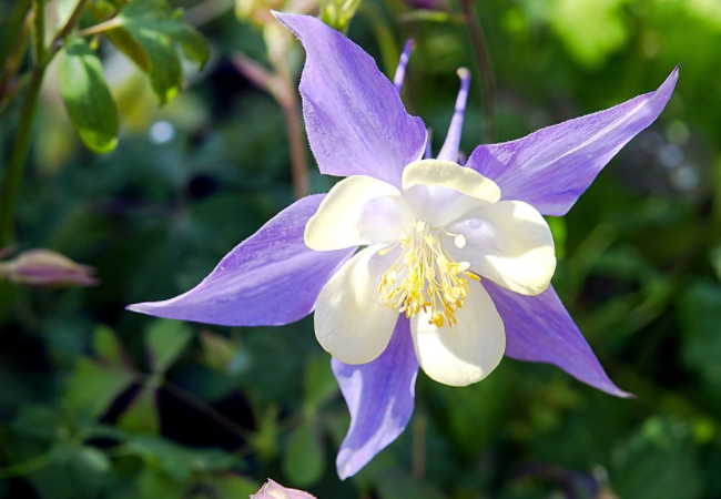 新型紫星花这样"养",枝叶繁茂翠绿,花香飘逸,开花全年不停歇